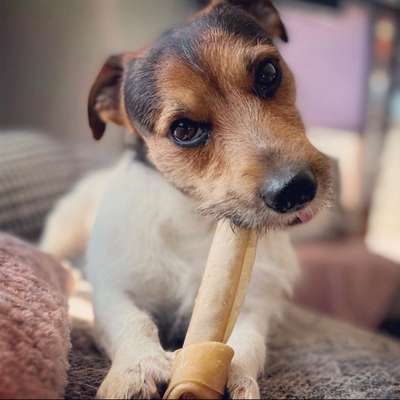 Jack Russel Terrier-Beitrag-Bild