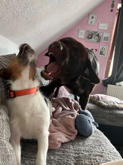 Dogorama Photo Challenge - Spielgesicht-Beitrag-Bild