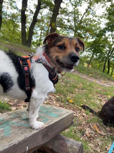 Wo sind die Jack und Parson Russell Terrier?-Beitrag-Bild