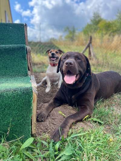 Bester Freund, Hundekumpel - zeigt her!-Beitrag-Bild