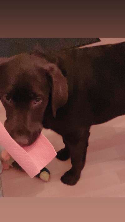 Welpen Bilder !-Beitrag-Bild