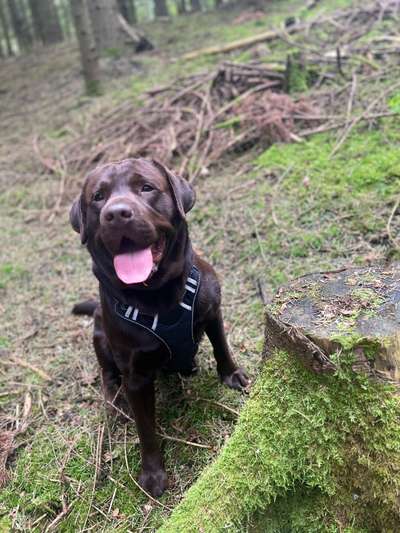 Labradorfans-Beitrag-Bild