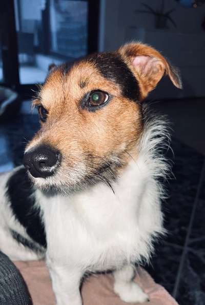 Zeigt mir die tollste Nahaufnahme von eurer Fellnase-Beitrag-Bild