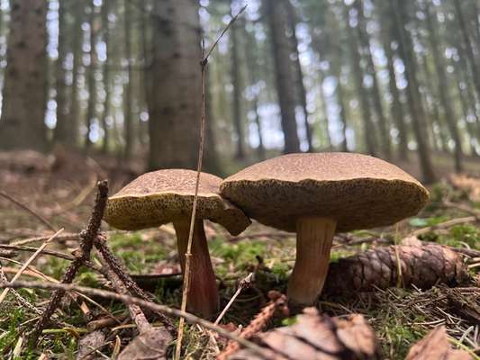 Die wunderschöne Welt mit Hund.-Beitrag-Bild