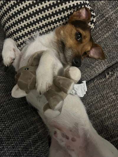 Euer Hund und sein Lieblingskuscheltier-Beitrag-Bild
