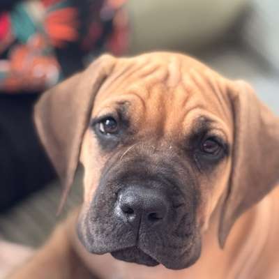 Hundetreffen-Welpentreff - Spiel und Spaß-Bild