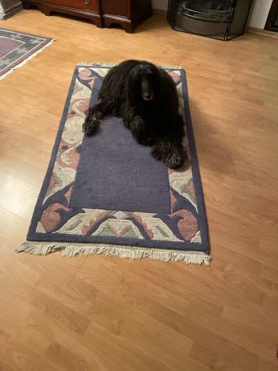 Windhunde - Treffen der besonderen Schönheiten
HERZLICH WILLKOMMEN-Beitrag-Bild