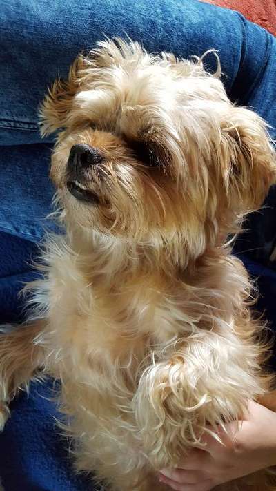 Wie heißt dein Hund?-Beitrag-Bild