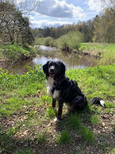 Hundetreffen-Hundetreff in Lilienthal / Bremen und umzu-Bild