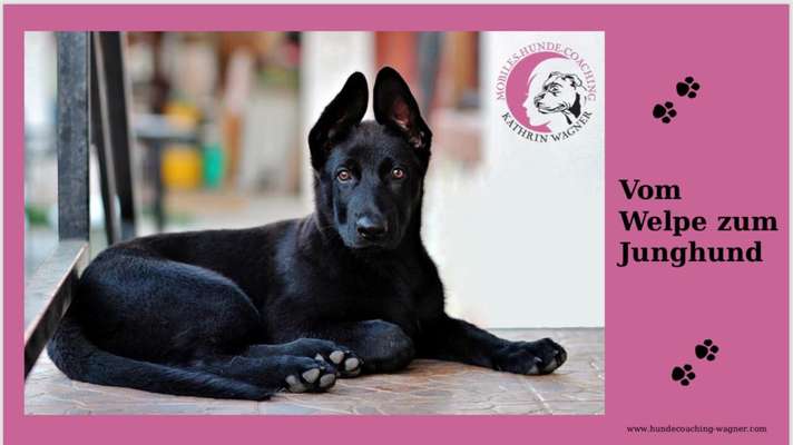 %{de_profession_title}-Junghundkurs-Bild