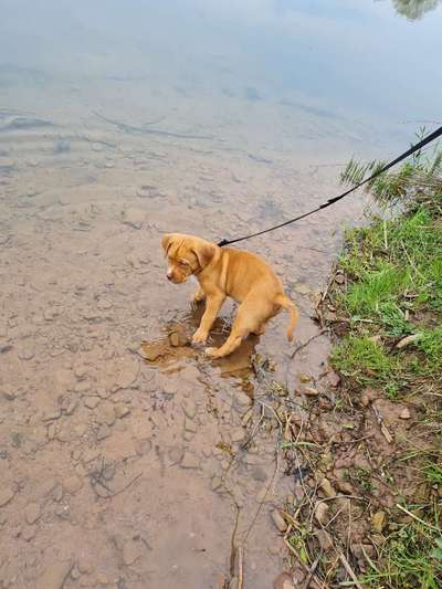 Dogorama-Monats-Challenge-Mai "Wasser"-Beitrag-Bild