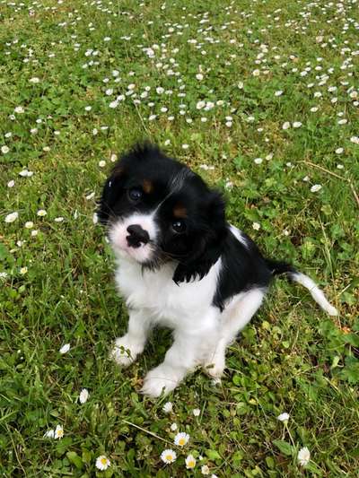 Welpen Bilder !-Beitrag-Bild