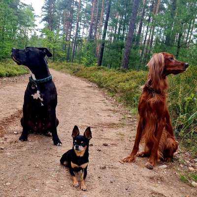 Hundetreffen-Spielen und spazieren gehen-Bild