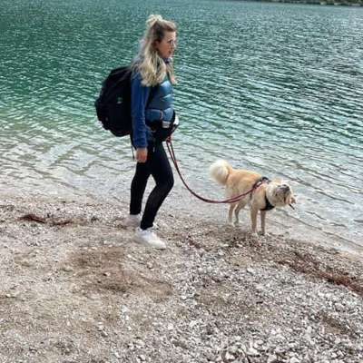 Hundetreffen-Gassirunde zum Üben-Bild