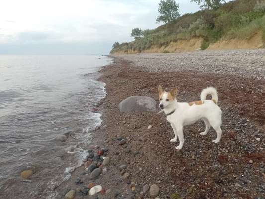 Hundetreffen-Spaziergänge mit Leine-Bild