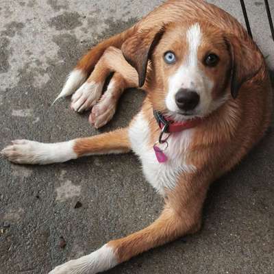 Hundetreffen-Spiel und Spass oder einen gemütliche im prättigau oder ir nöchi für Jung und Alt würden üs freua ❤️-Bild