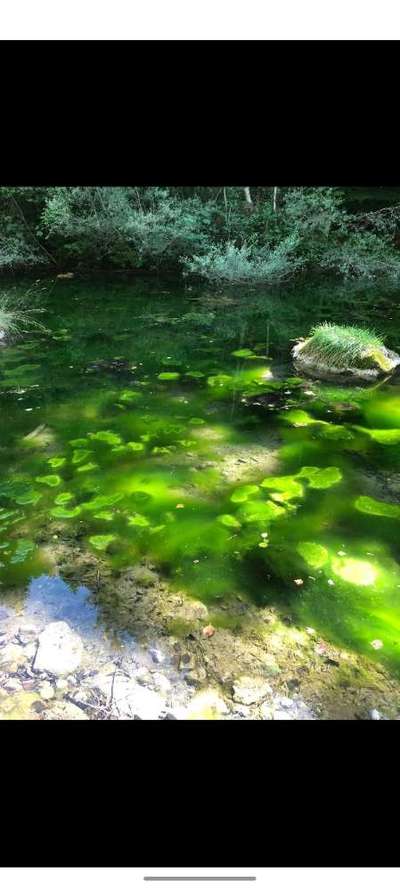 Giftköder-Blaualgen-Bild