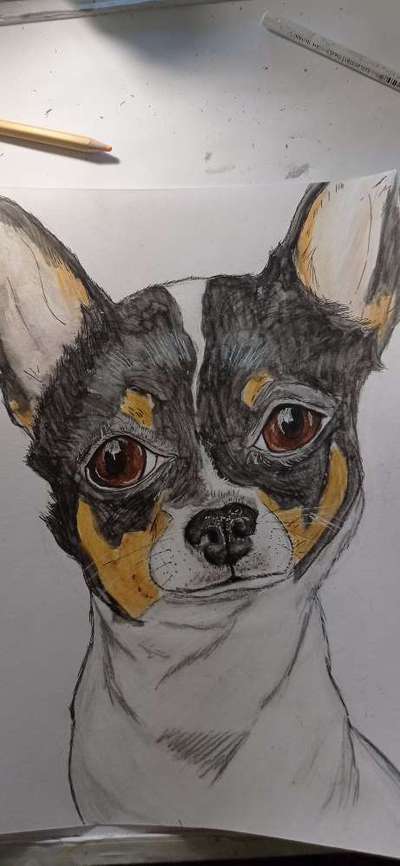 Ich zeichne deine Fellnase-Beitrag-Bild