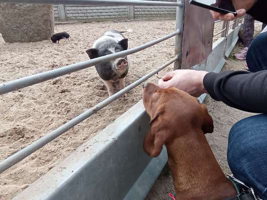 Bilder Hund und andere Tiere-Beitrag-Bild