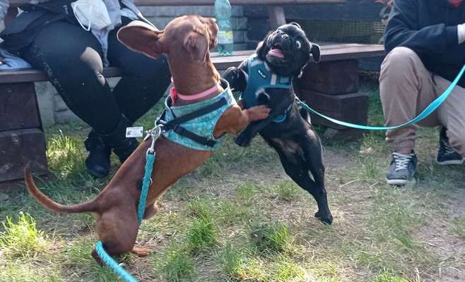 Lustigsten Grimassen von euren Hunden-Beitrag-Bild