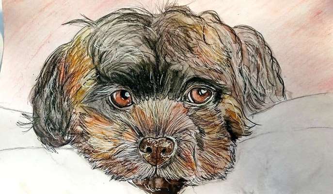 Ich zeichne deine Fellnase-Beitrag-Bild