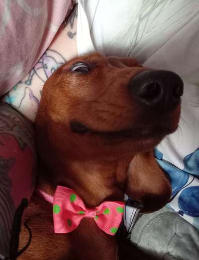 Lustigsten Grimassen von euren Hunden-Beitrag-Bild