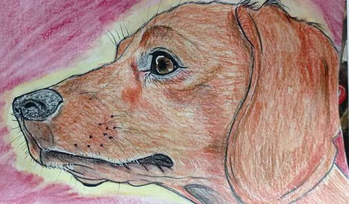 Ich zeichne deine Fellnase-Beitrag-Bild