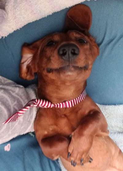 Lustigsten Grimassen von euren Hunden-Beitrag-Bild