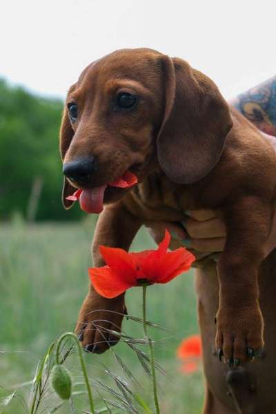 Die Dogorama Kalender Challenge Teil 3/4-Beitrag-Bild