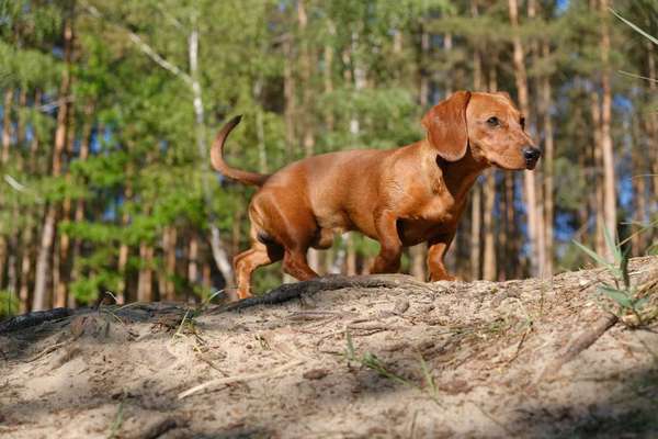 Die Dogorama Kalender Challenge 4/4-Beitrag-Bild