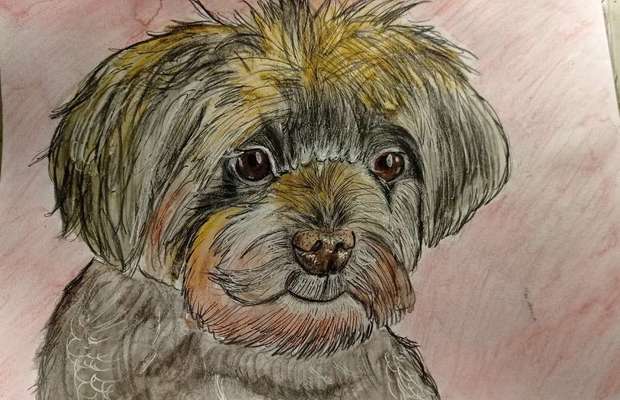 Ich zeichne deine Fellnase-Beitrag-Bild