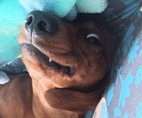 Lustigsten Grimassen von euren Hunden-Beitrag-Bild