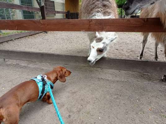 Bilder Hund und andere Tiere-Beitrag-Bild