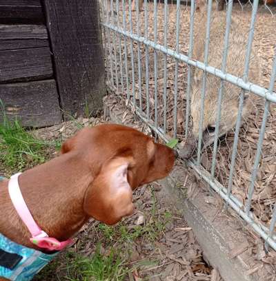 Bilder Hund und andere Tiere-Beitrag-Bild