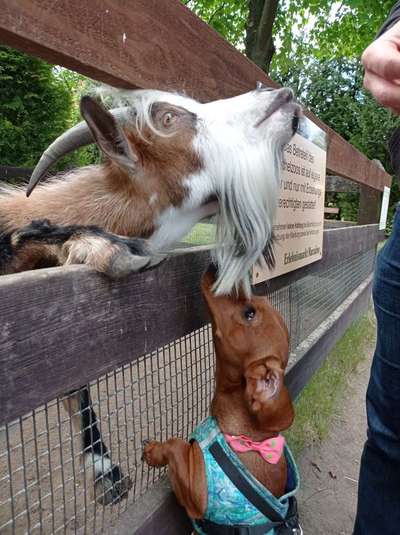 Bilder Hund und andere Tiere-Beitrag-Bild