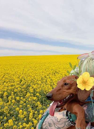 Die Dogorama Monats Challenge "Es grünt und blüht"-Beitrag-Bild