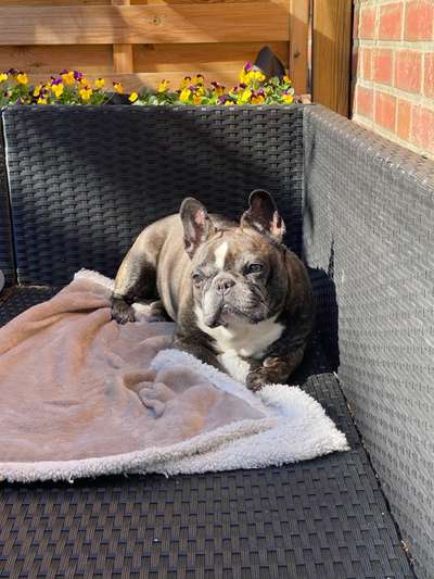 Zeigt her eure Frenchi-Beitrag-Bild