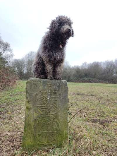 Puli-Beitrag-Bild