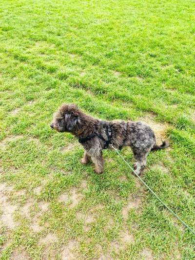 Mischlinge raten - Rätselspaß-Beitrag-Bild