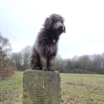 Titelbild Gruppe Puli Pumi Mudi und Mischlinge dieser Rassen - Gruppe für kleine ungarische Treib- und Hirtenhunde