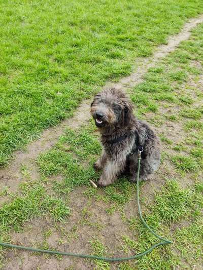 Mischlinge raten - Rätselspaß-Beitrag-Bild