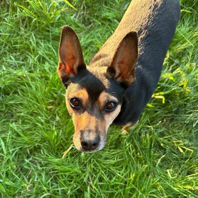 Hundetreffen-Spielverabredung/Walkie - sozialer Kontakt-Bild