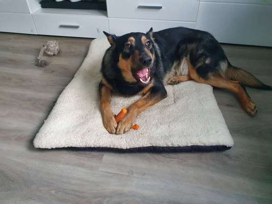 Zeige das lustigste Bild eures Hundis-Beitrag-Bild