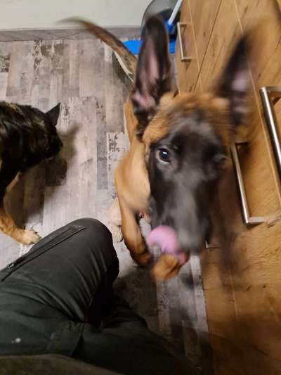 Deutsche Schäferhunde, Belgische Schäferhunde.-Beitrag-Bild