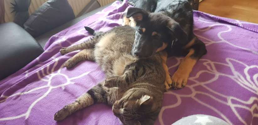 Hund und Katz Momente-Beitrag-Bild