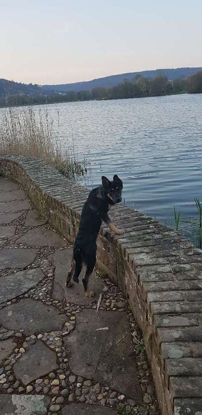 Dogorama-Monats-Challenge-Mai "Wasser"-Beitrag-Bild