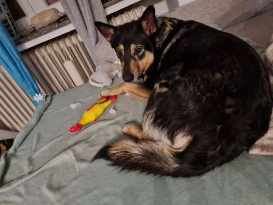 Deutsche Schäferhunde, Belgische Schäferhunde.-Beitrag-Bild