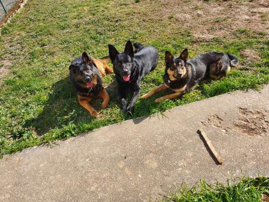 Bester Freund, Hundekumpel - zeigt her!-Beitrag-Bild