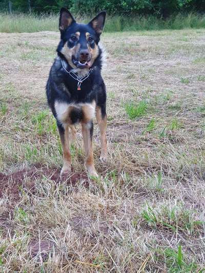 Schäferhund-Beitrag-Bild