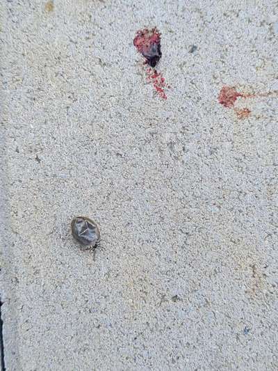 Wer kennt dieses Tier?-Beitrag-Bild